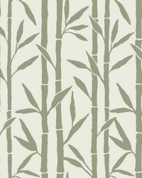 Bamboo Grove Wallpaper Green White by   
