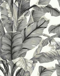 Banana Leaf Peel and Stick Wallpaper White Black by   