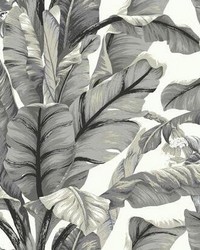 Banana Leaf Peel and Stick Wallpaper White Black by  Kast 