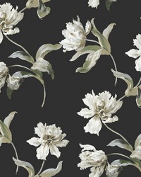 Large Parrot Tulip Black by   