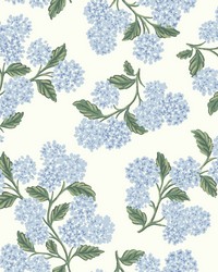 Hydrangea Wallpaper Blue White by   