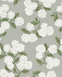 Hydrangea Wallpaper Gray by   