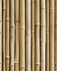BAMBOO PEEL  STICK WALLPAPER by  Roommates 
