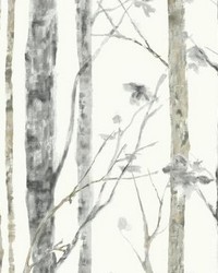 BIRCH TREES PEEL  STICK WALLPAPER by  Ralph Lauren 