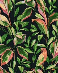 Tropical Love Birds Wallpaper Black by  S Harris 