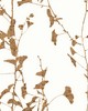 York Wallcovering Ginkgo Silhouette Light Brown