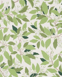 Dogwood Leaf Ivory by  Schumacher Fabric 