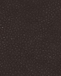 Edgy Shark 6 Espresso by   