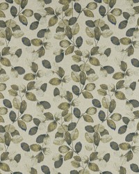 Northia F1657/02 CAC Olive Peacock by  Clarke and Clarke 