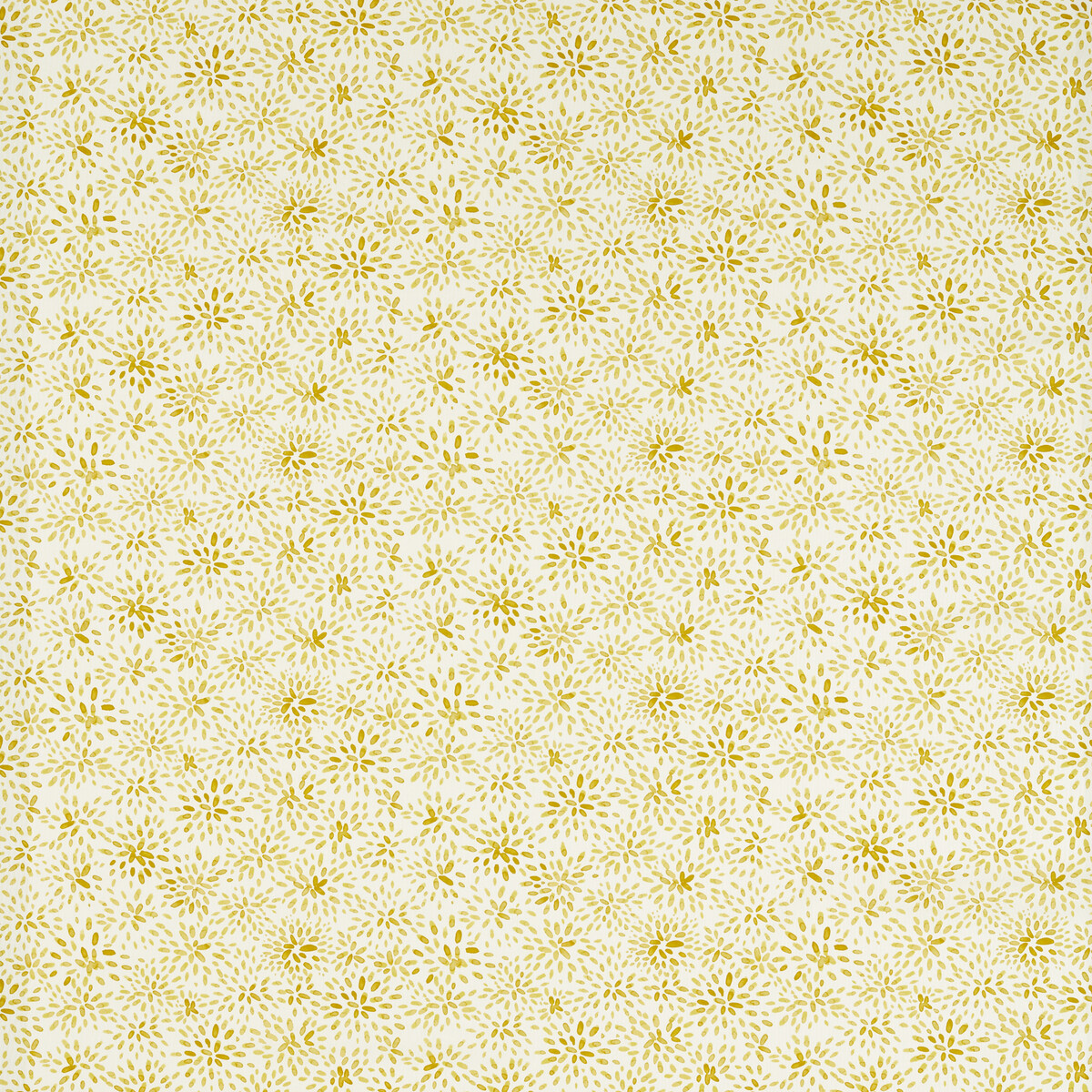Cara F1779/05 CAC Sunshine by   