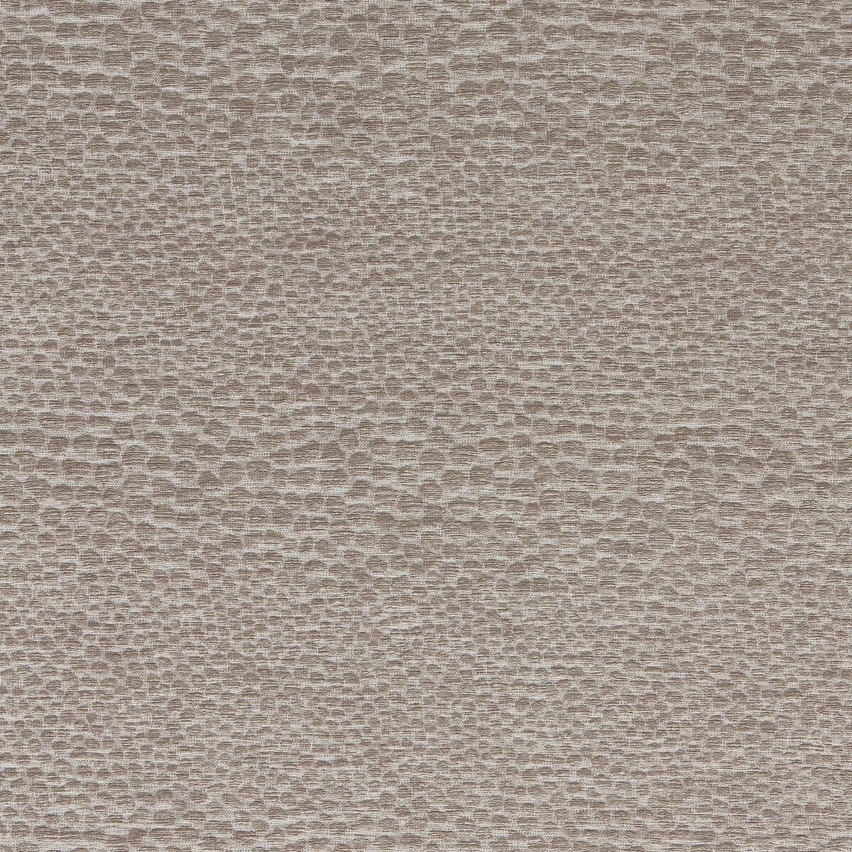 Castus F1788/08 CAC Mink by   
