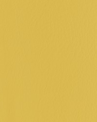 Forza 4 Dandelion by   