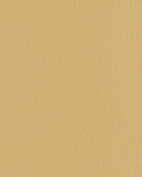 Forza 416 Butterscotch by   