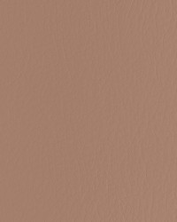 Forza 610 Praline by   