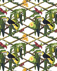 Tucan GDT5539 002 Fondo Blanco by  S Harris 