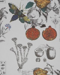 LINNEO GDW4848 001 ORIGINAL by  Kravet Wallcovering 