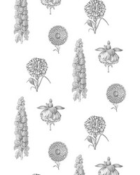 GUAYANA GDW4854 001 NEGRO by  Kravet Wallcovering 