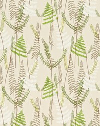 Athyrium NMEL130352 SCN  by   