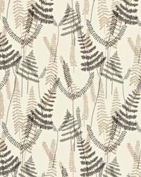 Athyrium NMEL130353 SCN  by   