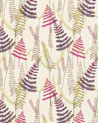 Athyrium NMEL130355 SCN Plum/fuchsia by   