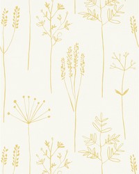 Stipa NZAW112021 SCN Honey by   