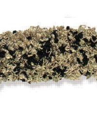 Poodle Ta3000 816 Brush Fringe by   