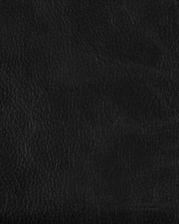 Toni 8 Stallion by  Kravet 