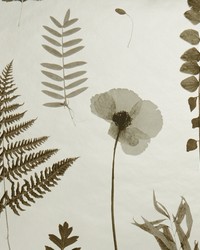 HERBARIUM W0091/02 CAC CHARCOAL/GOLD by  Clarke and Clarke Wallpaper 