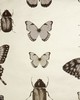 Clarke and Clarke Wallpaper PAPILIO CHARCOAL/GOLD