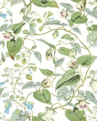 KRAVET DESIGN W4132 31 W4132-31 by   