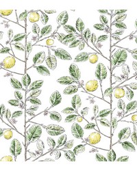KRAVET DESIGN W4241 340 by  York Wallcovering 