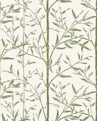 BAMBOO WP W4258 31 CACTUS by   