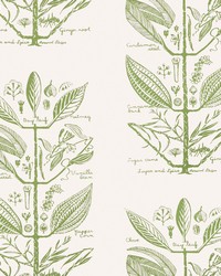 SUGAR AND SPICE WP W4263 30 CACTUS by  Kravet Wallcovering 