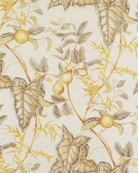 Puccini Naturalgold by  Bailey and Griffin 