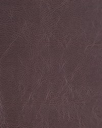 Tusculum Bison by  Robert Allen 