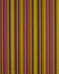 Straight Line Pansy by  Robert Allen 