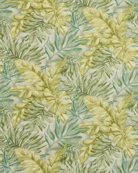 Monsoon Leaf Aloe by   