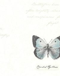 Admiral Black Butterflies and Script by  Novel 