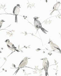 Birdsong Grey Trail Wallpaper 3124-13853 by   