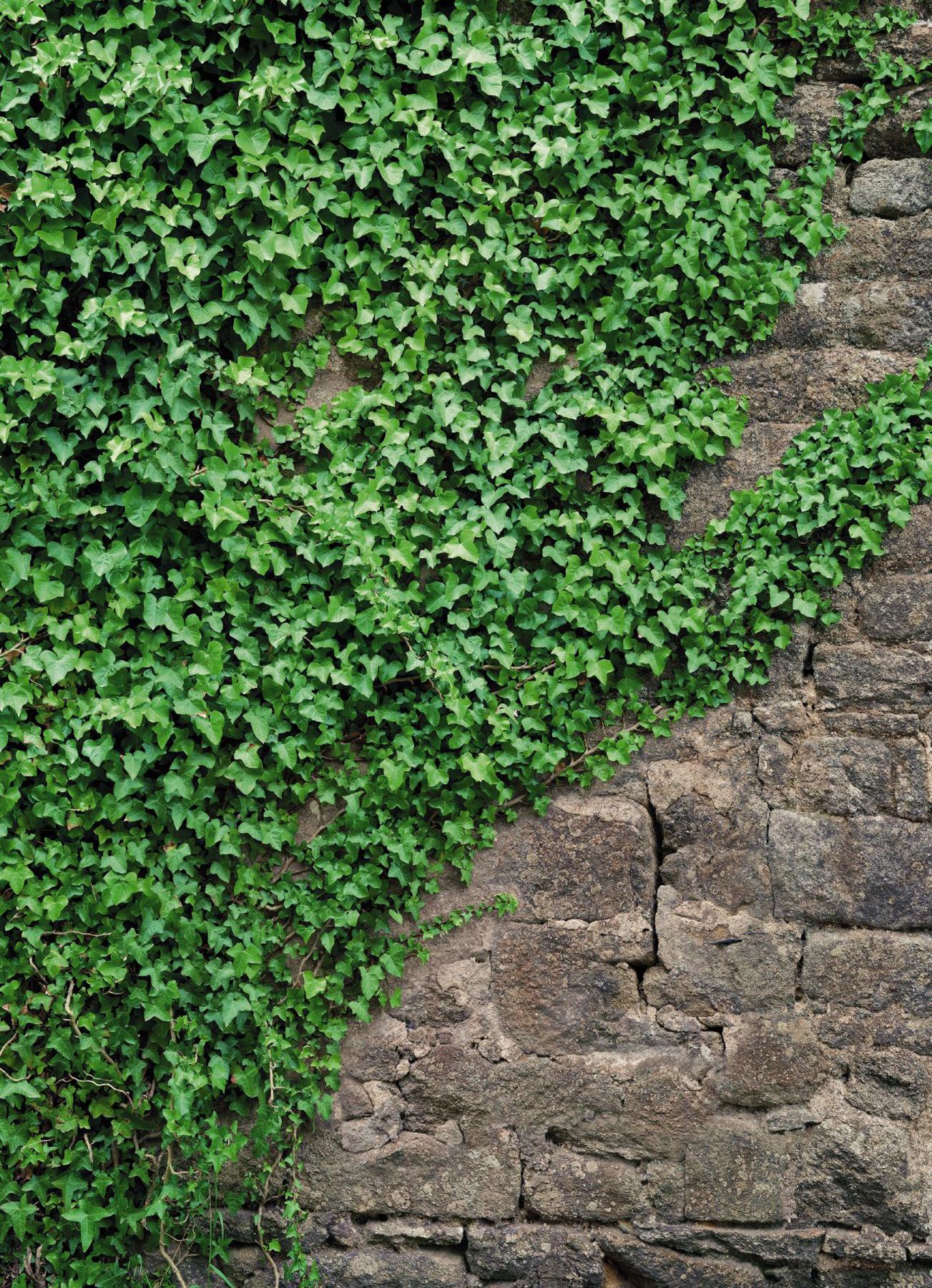 Купить Плющ Садовый Вечнозеленый Морозостойкий