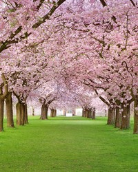 Cherry Trees Wall Mural MS-5-0105 by   