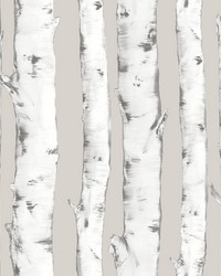 Downy Birch Peel  Stick Wallpaper NH3061 by   