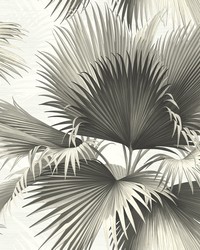 Endless Summer Black Palm Wallpaper by  Brewster Wallcovering 