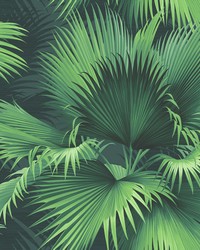Endless Summer Dark Green Palm Wallpaper by  Brewster Wallcovering 