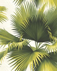 Endless Summer Green Palm Wallpaper by  Brewster Wallcovering 
