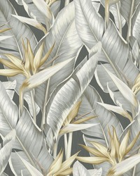 Arcadia Grey Banana Leaf Wallpaper by  Brewster Wallcovering 