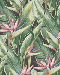 Arcadia Pink Banana Leaf Wallpaper by   