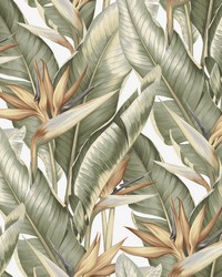 Arcadia Light Green Banana Leaf Wallpaper by   