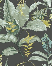 Maui Black Botanical Wallpaper by  Brewster Wallcovering 