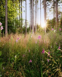 Summer Glade Wall Mural X7-1005 by   
